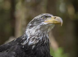 Young Bald Eagle, Alaska Raptor Center photo