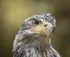 Young Bald Eagle, Alaska Raptor Center photo