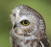 Sawwhet Owl, Alaska Raptor Center photo