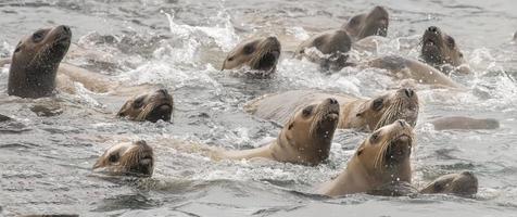 Leones marinos de Steller, Islas inian, Alaska foto