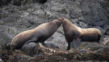 Steller Sea Lions, Inian Islands, Alaska photo