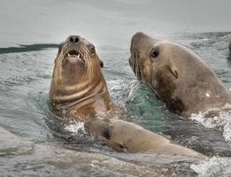 Leones marinos de Steller, Islas inian, Alaska foto