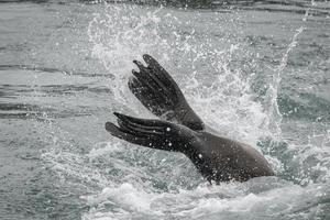 Steller Sea Lions, Inian Islands, Alaska photo