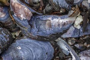 Conchas de mussell en la playa de Alaska foto