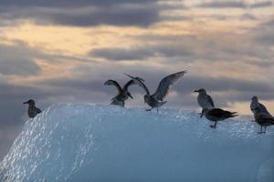 Gulls on Iceberg, Stephens Passage, Alaska photo