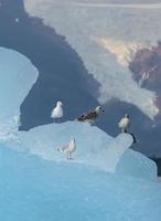 Gaviotas sobre iceberg, Stephens Pass, Alaska foto