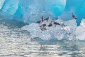 Gulls on Iceberg, Stephens Passage, Alaska photo