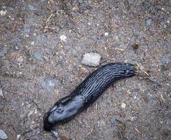 Black Slug, Tenakee, Alaska