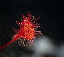 Sundew Insect Eating Plant photo