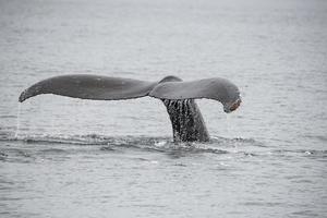 Humpback Whale, Alaska photo