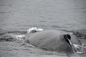 Humpback Whale, Alaska photo