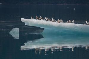 Gaviotas en la punta del iceberg, brazo endicott, Alaska foto