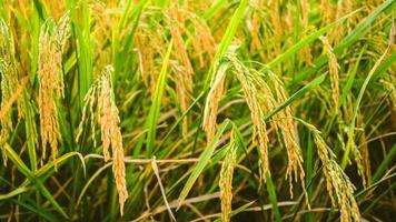 fondo arroz oro amarillo. durante la temporada de cosecha. foto
