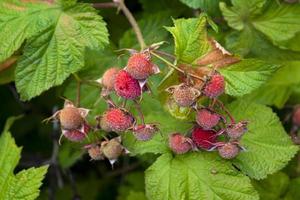 Thimbleberry, Tenakee Springs, Alaska photo