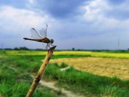 Grig in the village field photo