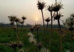 luz de la mañana con naturaleza salvaje foto