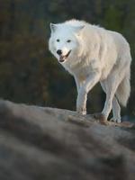 Portrait of Arctic wolf photo