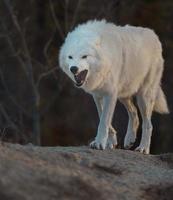 retrato de lobo ártico foto