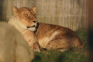 Portrait of Lioness photo