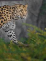 retrato de leopardo de amur foto