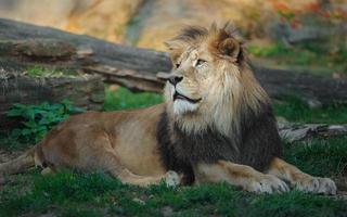 león de áfrica del norte foto