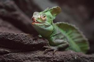 Plumed basilisk in terrarium photo