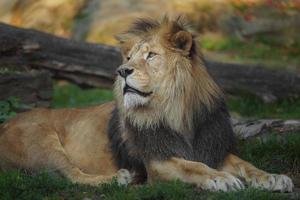 North African lion photo