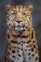 retrato de leopardo de amur foto