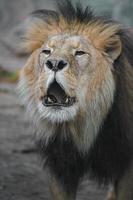 león de áfrica del norte foto
