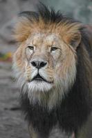 North African lion photo