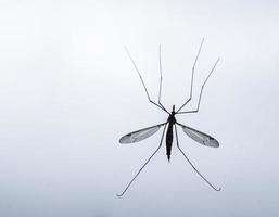 close-up of a mosquito on a white background photo