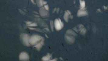 Planta abstracta y hojas de sombra de fondo borroso foto