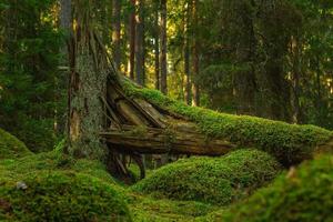 Fallen fir tree overgrown with green moss photo