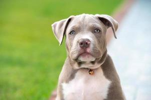 American bully puppy dog, Pet funny and Cute