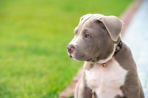 American bully puppy dog, Pet funny and Cute photo