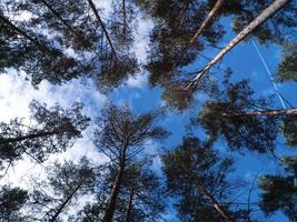 Bottom up view of beautiful pine trees. photo