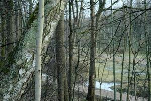 Vista desde una colina en una tierra baja a través de las ramas de los árboles en el bosque de primavera foto