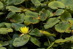 water lily on the lake in Gran Canaria photo