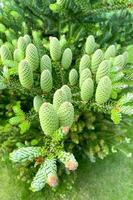 Colorful young shoots and cones on spruce trees. Studio Photo