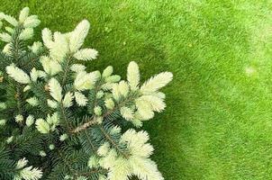 Colorful young shoots and cones on spruce trees. Studio Photo