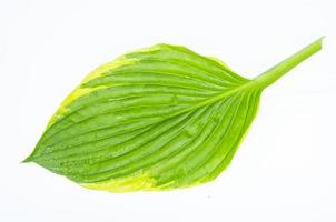 Various varieties of hosta leaves isolated on white background. Studio Photo. photo