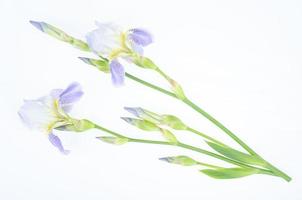 Delicate blue flower of garden iris on white background. Studio Photo. photo