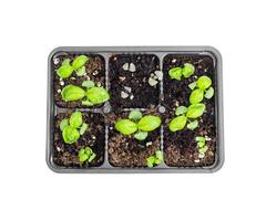Small green basil sprouts grown in plastic containers, white background