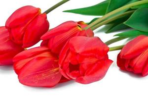 Beautiful Spring Flowers Tulips on White Background photo