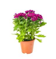 Purple fresh Chrysanthemum flowers in container on white background photo