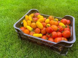 Boxes with ripe ripe tomatoes of different colors on green grass, harvesting photo