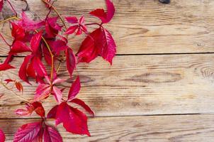 Old wooden surface with red autumn Parthenocissus leaves photo