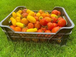 Boxes with ripe ripe tomatoes of different colors on green grass, harvesting photo