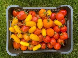 Boxes with ripe ripe tomatoes of different colors on green grass, harvesting photo