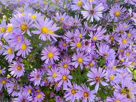 Fondo floral de flores de aster perennes de otoño lila. foto